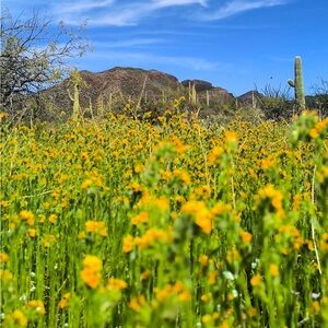 Yellow Wildflower Field Art Print
